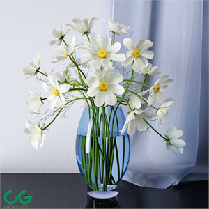 Chamomile